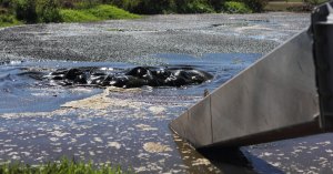 Agitating the effluent sludge